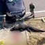  Bắn hạ cá sấu dài 4 mét đang ngậm thi thể một người đàn ông dưới kênh