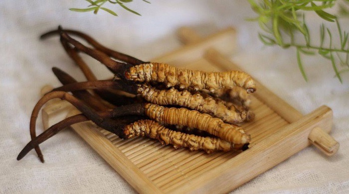 Đông trùng hạ thảo có nên uống thường xuyên không? Đông trùng hạ thảo có nên uống thường xuyên không?