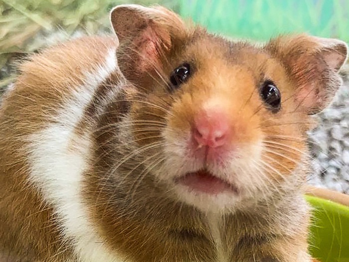 Làn sóng phản đối tiêu hủy hamster gia tăng ở Hong Kong - Tuổi Trẻ Online