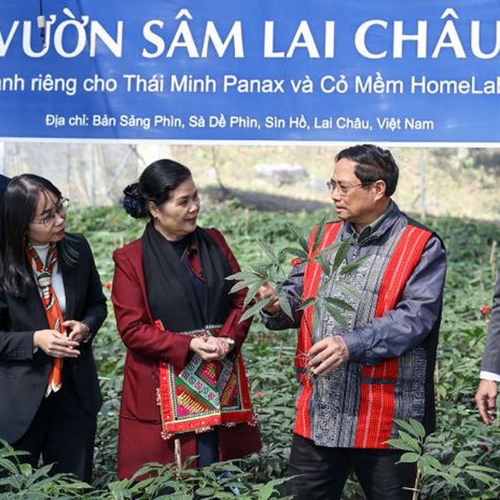 Tác dụng của sâm Lai Châu ngâm mật ong Sâm Lai Châu ngâm mật ong