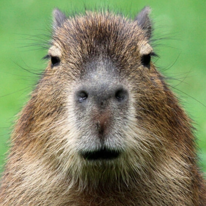 Capybara siêu đáng yêu