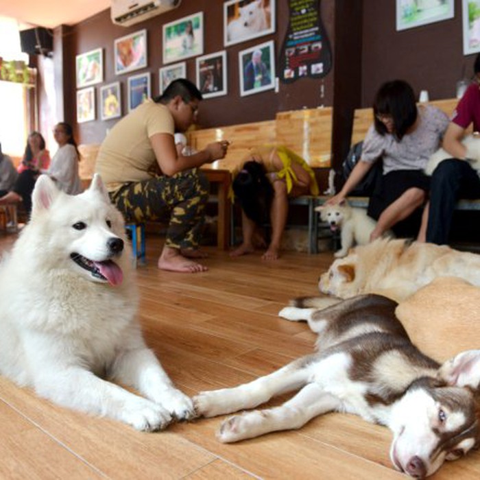 Chó Alaska tại quán cà phê