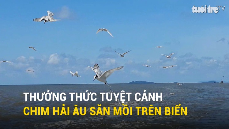 Thưởng thức tuyệt cảnh chim hải âu săn mồi trên biển