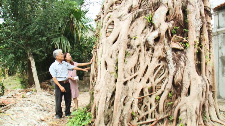 Kỳ bí cây bồ đề 300 năm che chở đền Gôi Vị, Hà Tĩnh