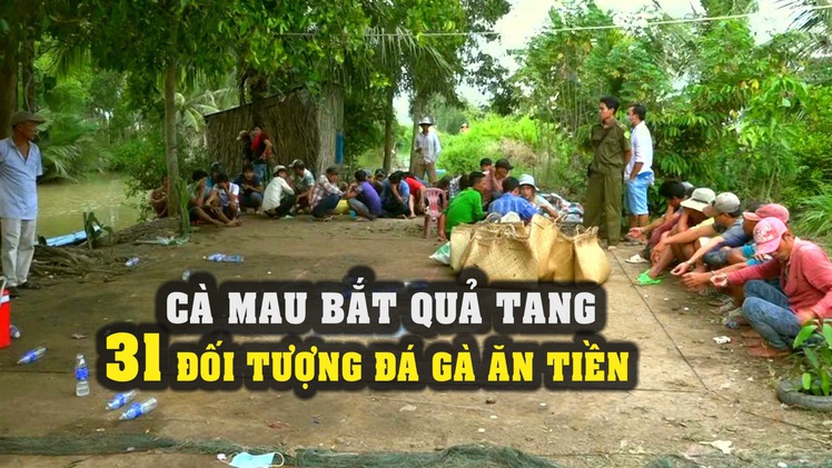 Cà Mau bắt quả tang 31 đối tượng đá gà ăn tiền