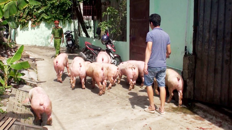 Tiêu hủy hơn 2 tấn heo lở mồm long móng tại Đồng Nai