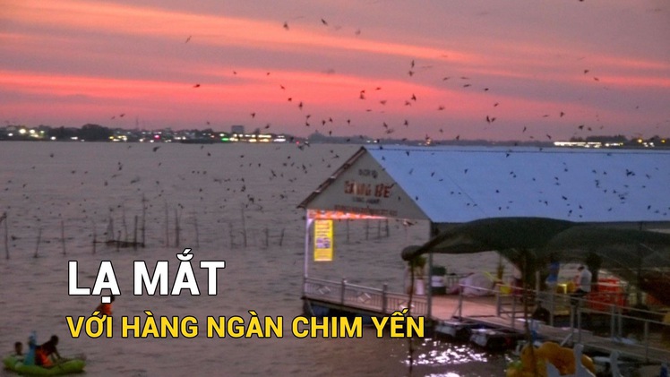 Lạ mắt với hàng ngàn chim yến bay về trú ngụ ở nhà dân