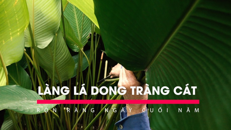 Làng lá dong Tràng Cát rộn ràng ngày cuối năm