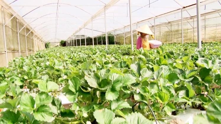 Lâm Đồng xuất khẩu 65% hoa và 49% rau sang Nhật