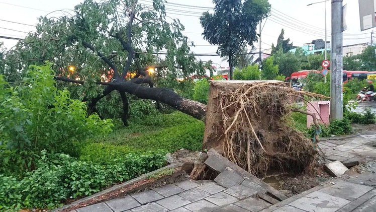 TP.HCM: Hàng loạt cây xanh trên quốc lộ 1 ngã đổ trong mưa