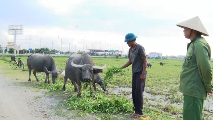 Trộm trâu bò hoành hành tại vùng bắc Quảng Bình