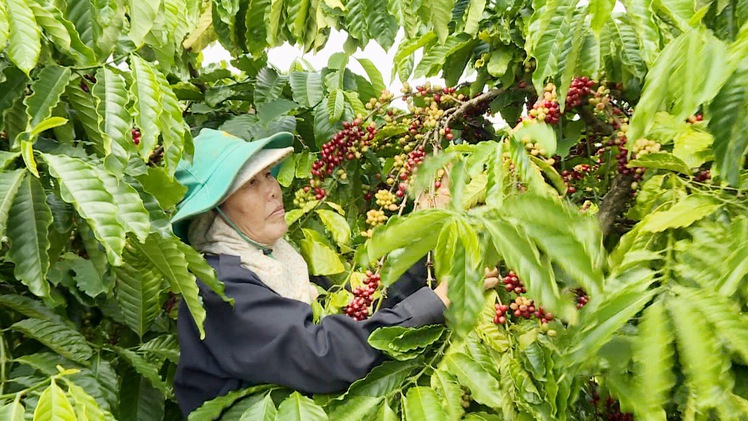 Lâm Đồng dẫn đầu Tây Nguyên về tái canh cà phê
