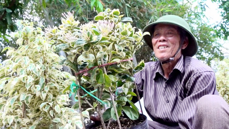 Hoa trang cẩm thạch, giá “nóng”, nhiều người vẫn tìm mua