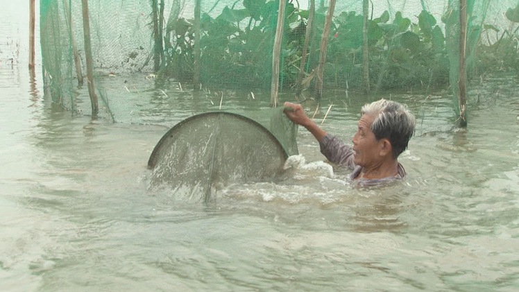 Nuôi – nhử cá đồng mùa lũ, cách khai thác thủy sản bền vững ở vùng nước nổi