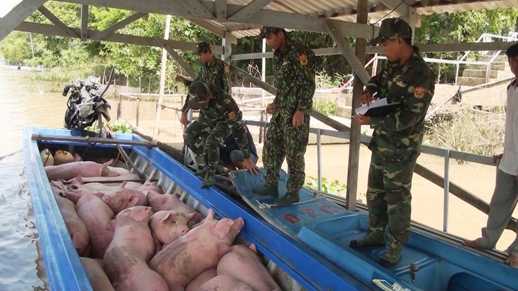 Tiêu hủy gần 2 tấn heo nhập lậu từ Campuchia vào Việt Nam