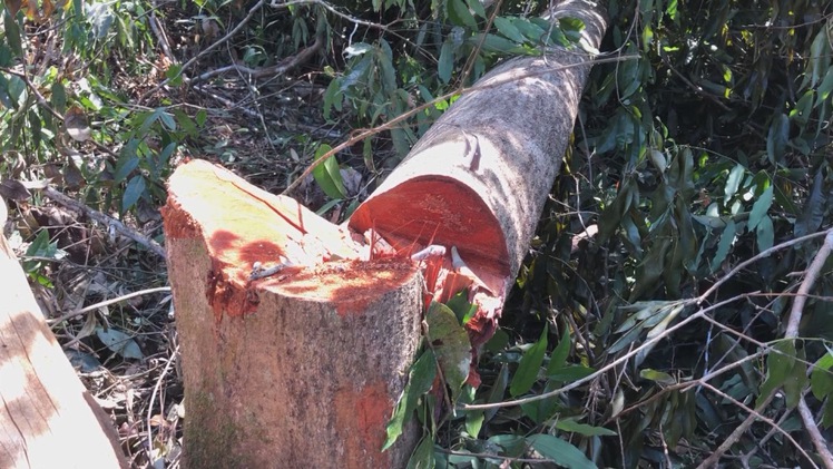Nhức nhối tình trạng lâm tặc tàn phá rừng ở Đắk Nông