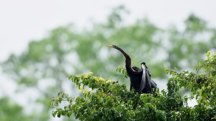 Phát hiện hàng trăm con chim cổ rắn quý hiếm tại Đồng Nai