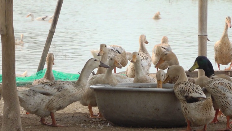 Ồ ạt chuyển sang nuôi gia cầm, người chăn nuôi đang đối mặt thua lỗ