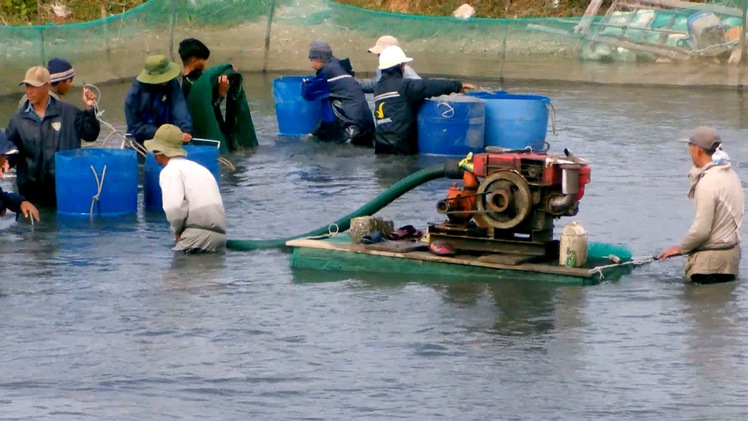 Độc đáo máy thu hoạch ốc hương