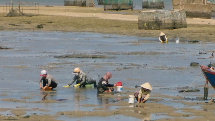 Nhộn nhịp mùa cào bắt sò ốc trên Vịnh Cam Ranh