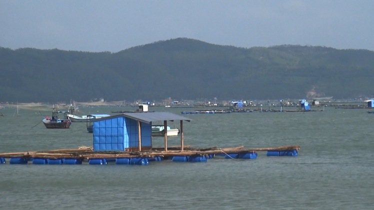 Phú Yên xử lý nghiêm các hành vi nuôi trồng thủy sản trái quy hoạch