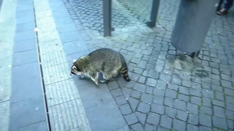Gấu mèo say xỉn lang thang trên đường phố nước Đức