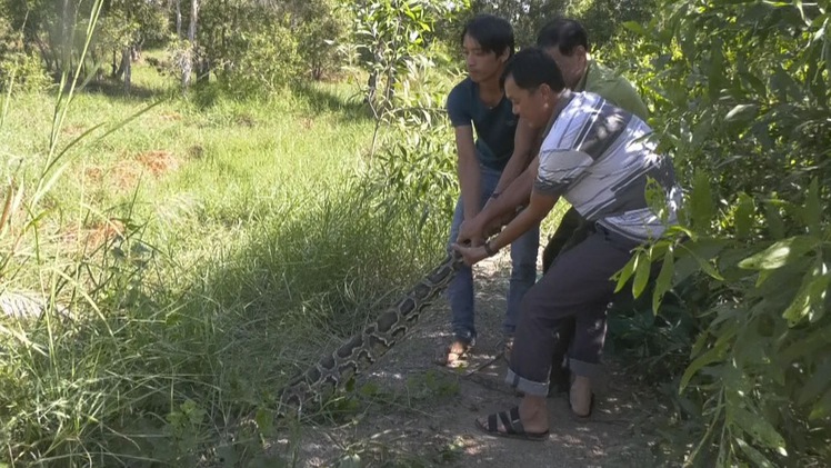 Thả động vật quý hiếm về tự nhiên