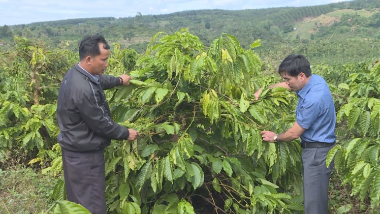 Điều tra vụ hái trộm gần 600 cây cà phê của một hộ dân