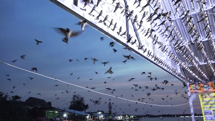 Độc đáo đàn chim én hàng ngàn con 'trú đêm' trong nhà dân