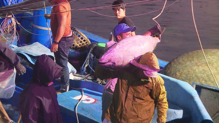Ngư dân miền Trung đón lộc biển tiền tỉ trong những ngày đầu năm mới