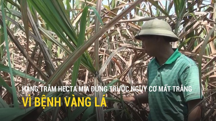 Hàng trăm hecta mía ở Phú Yên có nguy cơ mất trắng vì bệnh vàng lá