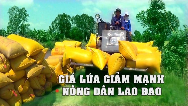 Tin nóng 24h: Nông dân miền Tây lao đao vì giá lúa giảm mạnh