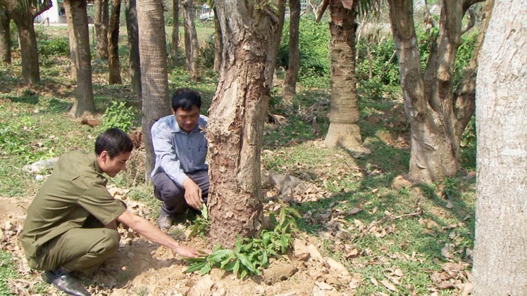 Đằng sau các vụ lén lút phá hoại tài sản ở nông thôn, báo động với kiểu trả thù cá nhân