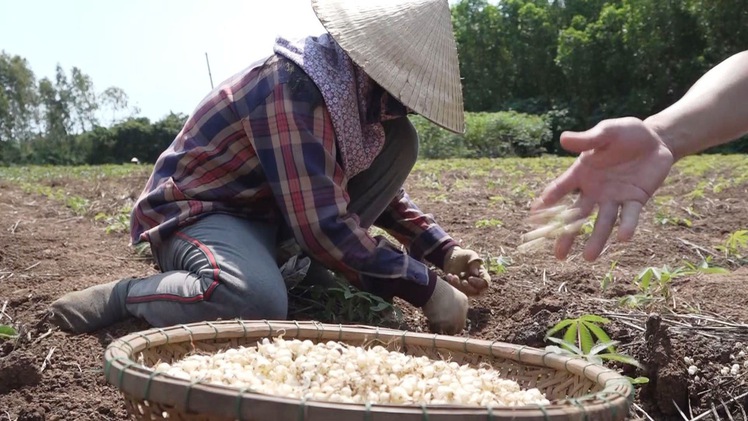 Được công nhận nhãn hiệu tập thể, nông dân Quảng Ngãi trúng lớn mùa nén