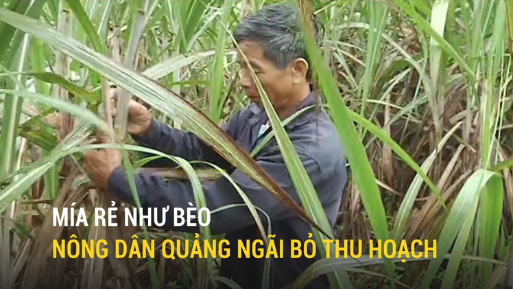 Mía rẻ như bèo, nông dân Quảng Ngãi bỏ thu hoạch