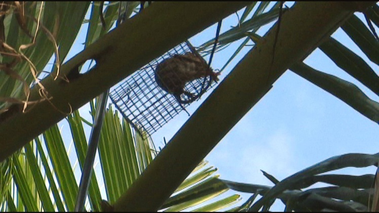 Độc đáo cách bẫy chuột trên cây dừa của một nông dân tỉnh Tiền Giang