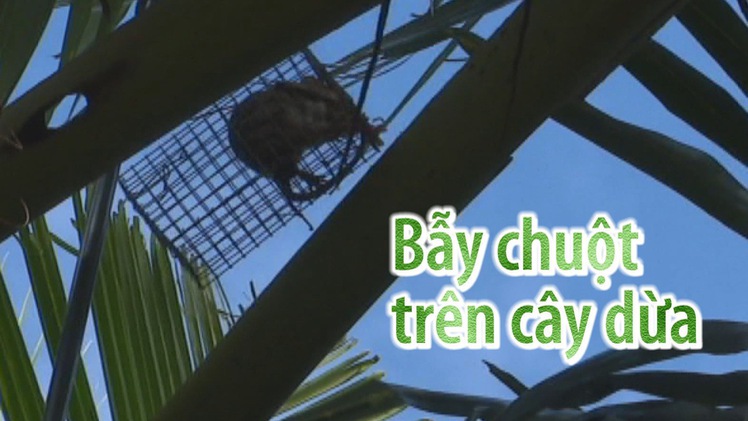 Góc nhìn trưa nay 1-3 | Độc đáo cách bẫy chuột trên cây dừa của một nông dân tỉnh Tiền Giang