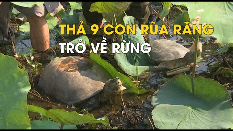 Thả động vật quý hiếm vào Vườn quốc gia Tràm Chim