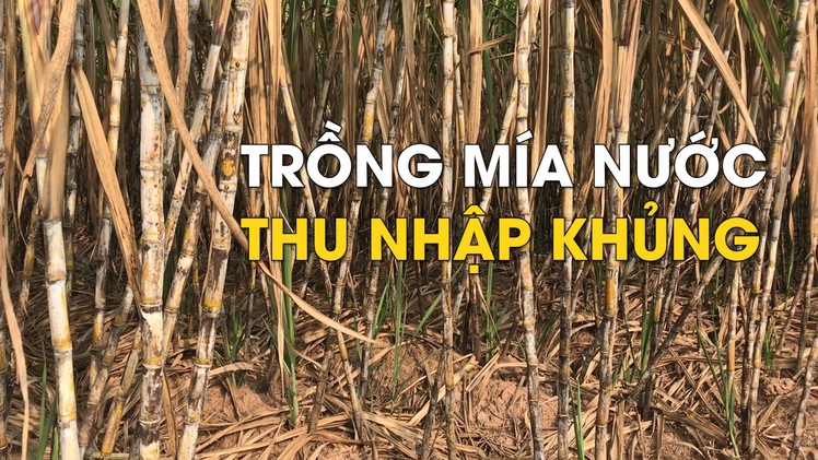 Nông dân trồng mía nước ở Đồng bằng sông Cửu Long có thu nhập tốt