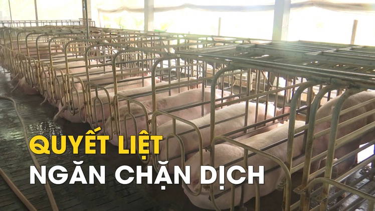 Cần Thơ quyết liệt ngăn chặn dịch tả heo châu Phi