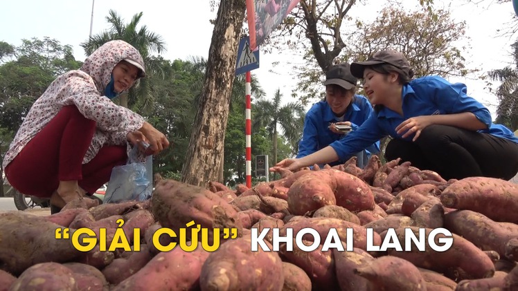 Thanh niên Hà Nội “giải cứu” khoai lang