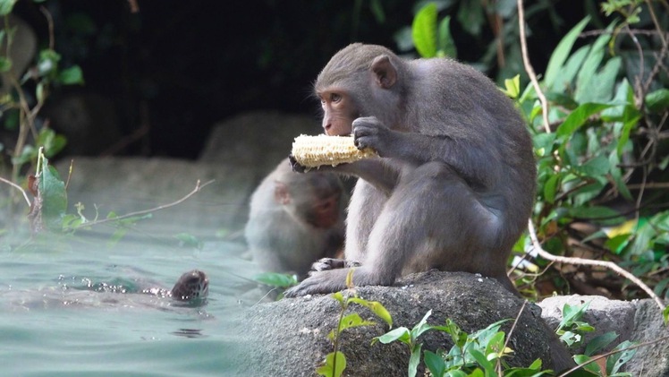 Kỳ thú xem rùa biển, khỉ về kiếm ăn quanh đảo Cù Lao Chàm