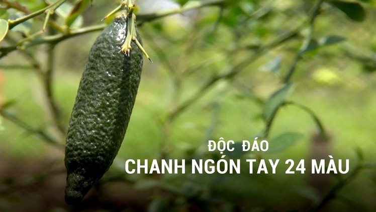 Độc  đáo chanh ngón tay 24 màu ở miền Tây