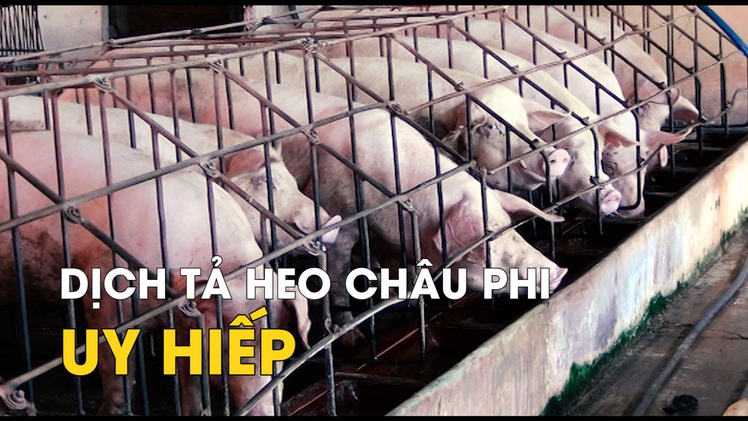 Dịch tả heo châu Phi uy hiếp, “thủ phủ” heo Đồng Nai lo lắng