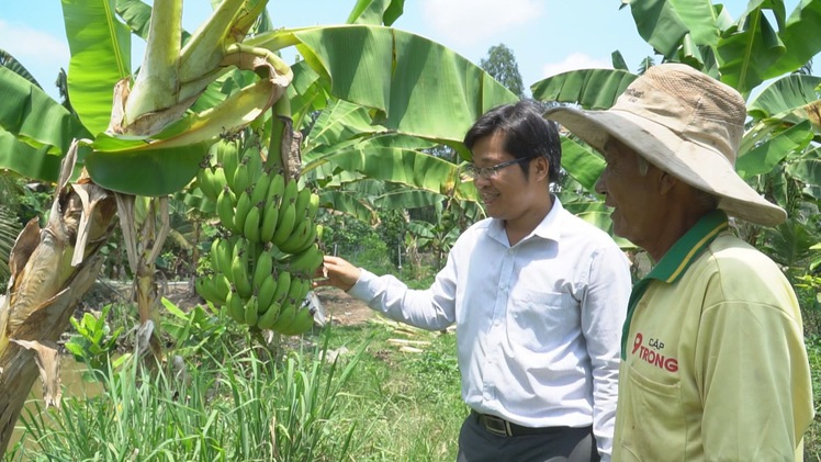 Chỉ là trồng chuối, chăn nuôi vẫn thu lãi hàng trăm triệu đồng