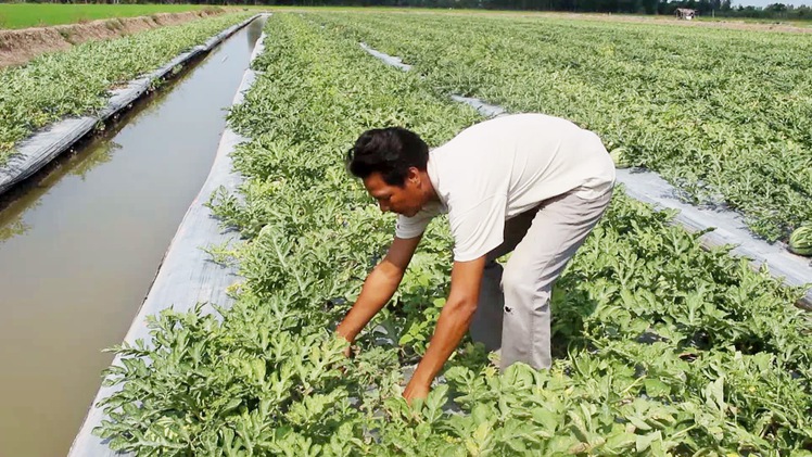 Nắng nóng, nông dân trồng dưa hấu không hạt trúng đậm