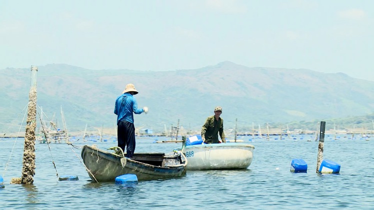 Từ tháng 6-2019, giảm hơn một nửa số lồng bè nuôi tôm hùm ở vịnh Xuân Đài