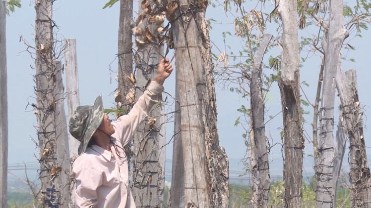 Hơn 4.000 hecta cây trồng bị khô hạn nặng tại Đắk Lắk