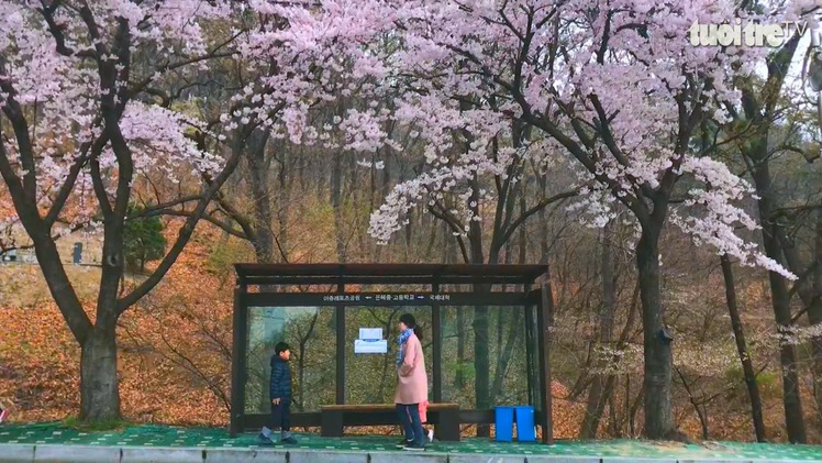 Góc nhìn trưa nay | Đến xứ sở Kim chi chiêm ngưỡng mùa hoa anh đào tuyệt đẹp