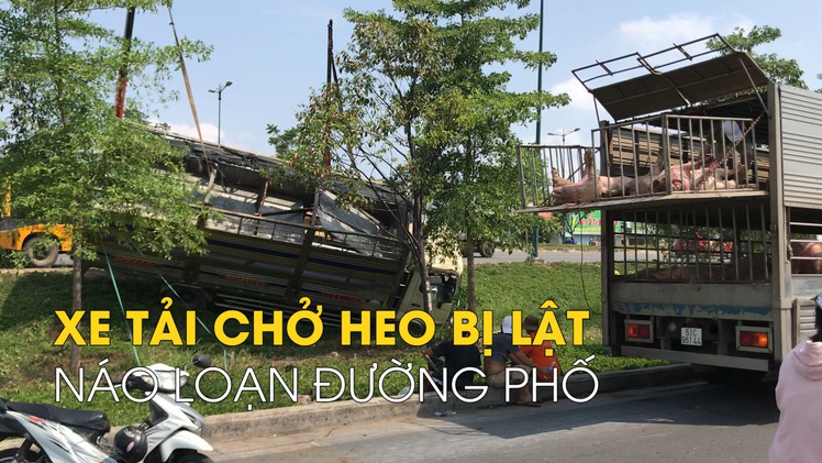 Xe tải chở heo bị lật làm náo loạn trên đường Phạm Văn Đồng